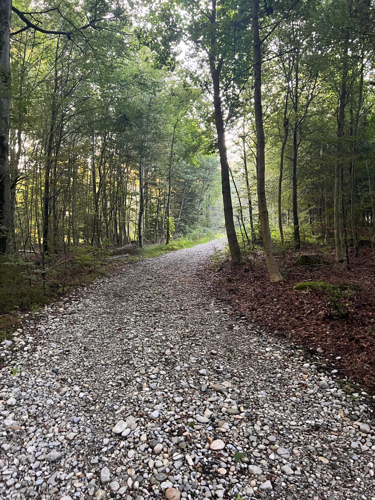 Bild eines geschotterten Waldweges in Fischach