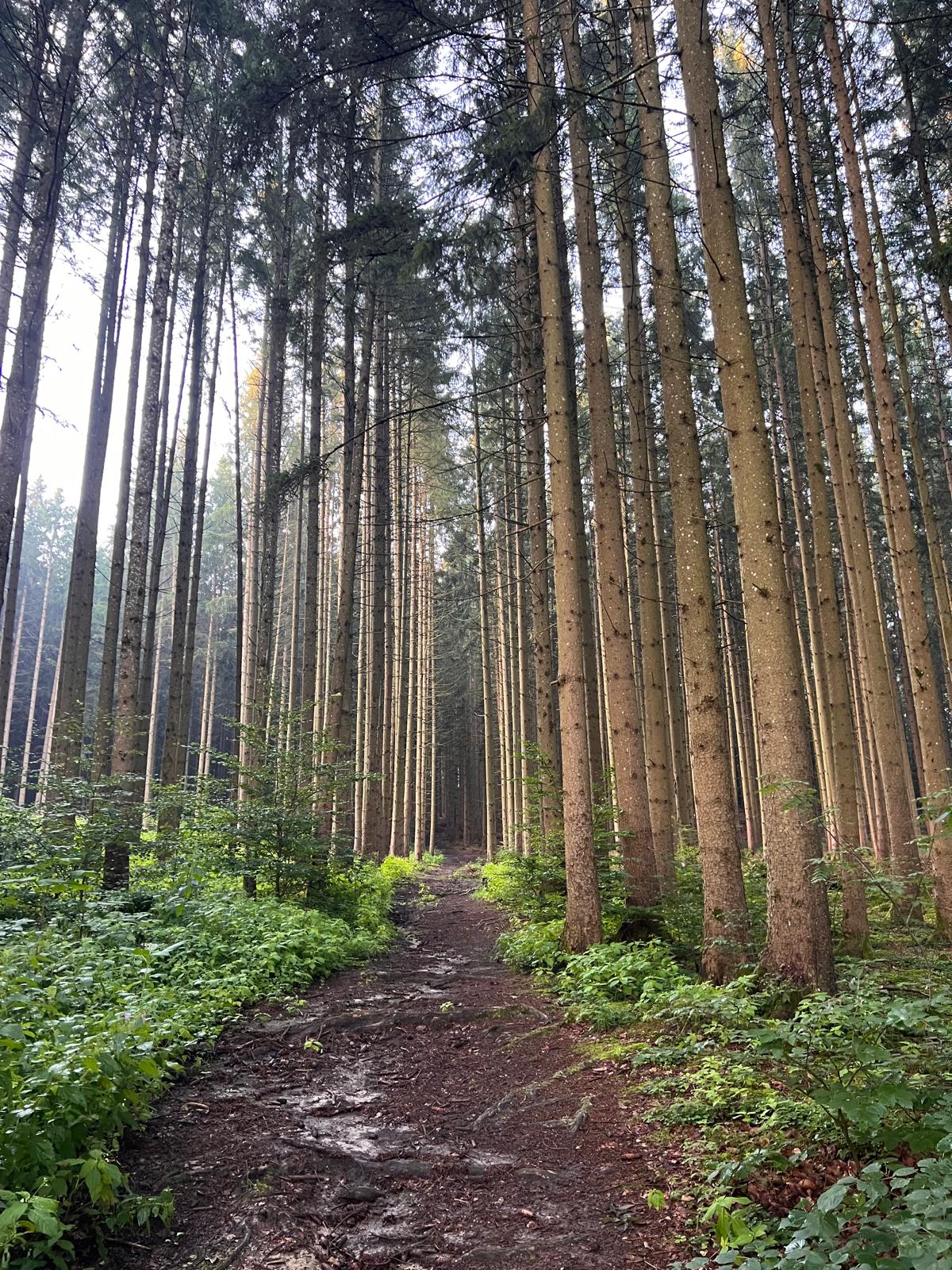 Bild eines schmalen Waldweges in Fischach